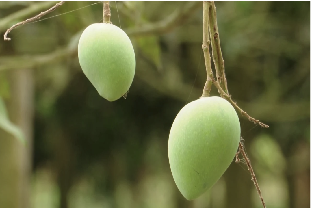 ২০ জুনের পরিবর্তে ১০ জুন বাজারে আসছে রংপুরের হাঁড়িভাঙ্গা আম