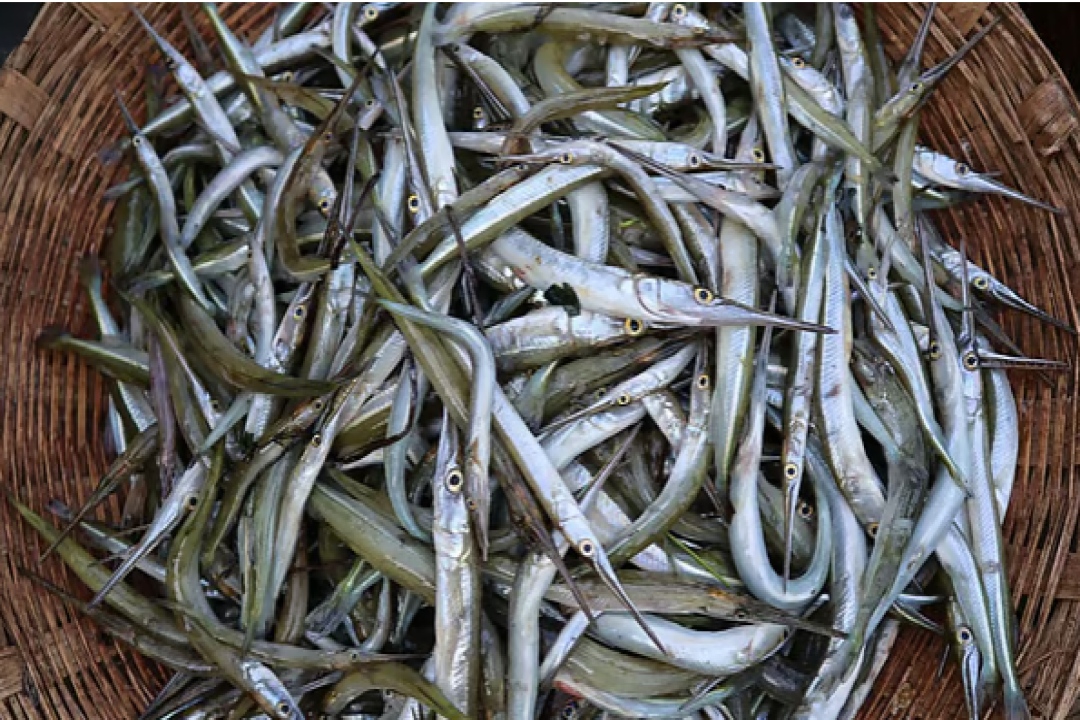 হাওরের সব তাজা মাছ, বিক্রি হতে দুই ঘণ্টাও লাগে না