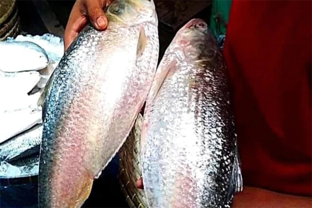 ইলিশ বিক্রির চটকদার বিজ্ঞাপন, বিকাশে টাকা নিয়েই দেয় ব্লক