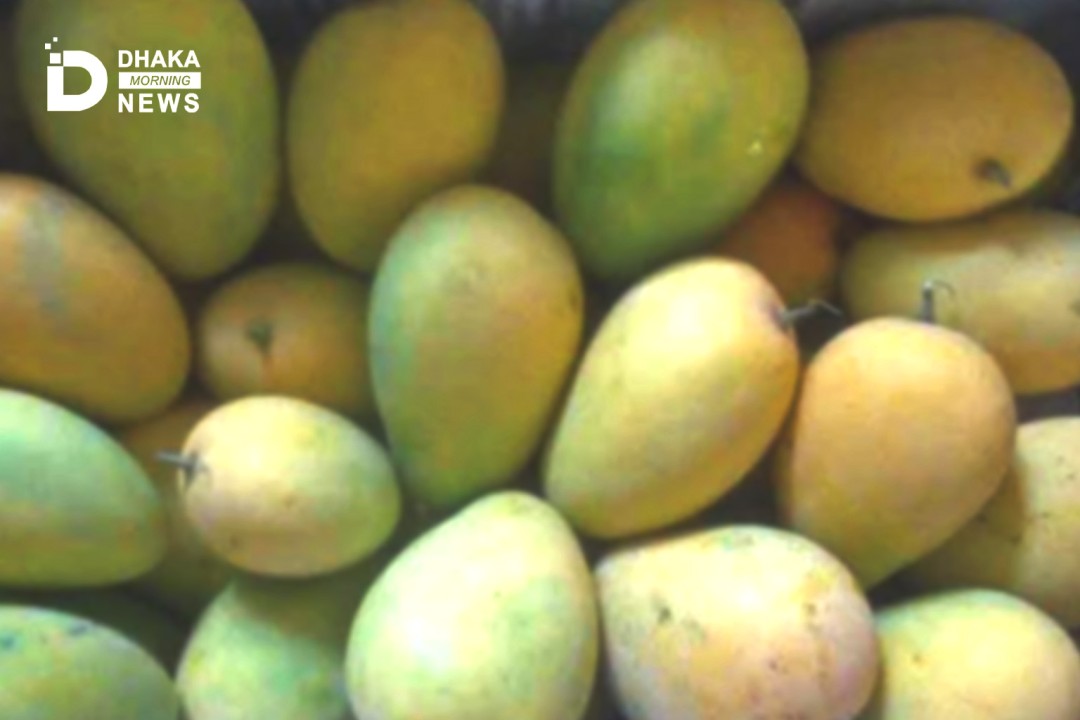 নওয়াবি ম্যাংগো: দেশের শুকনো আমে সম্ভাবনার নতুন দিগন্ত